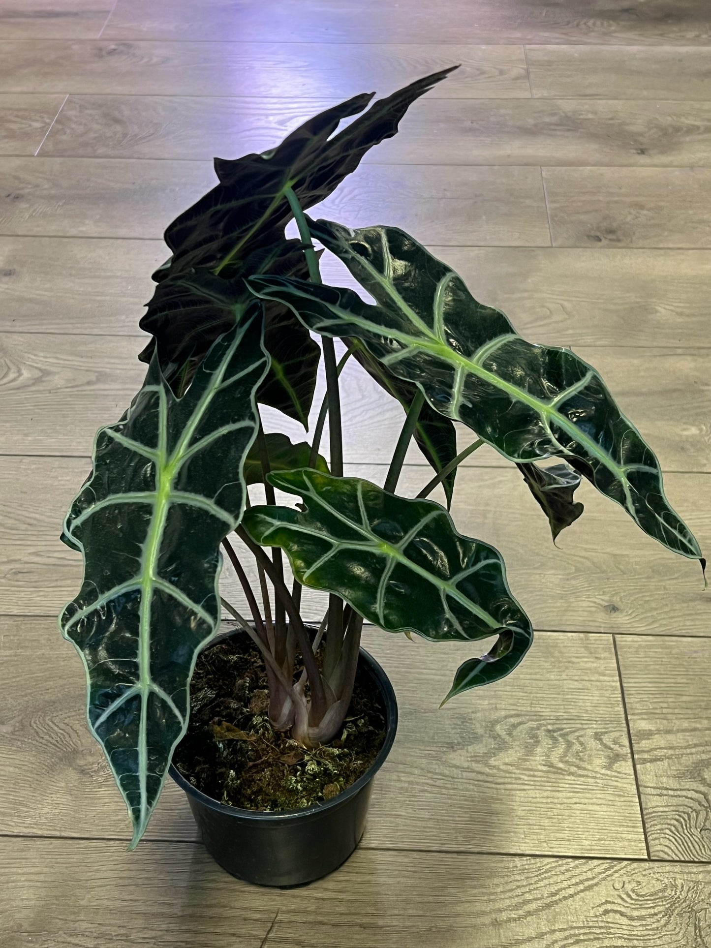 Alocasia 'Polly'