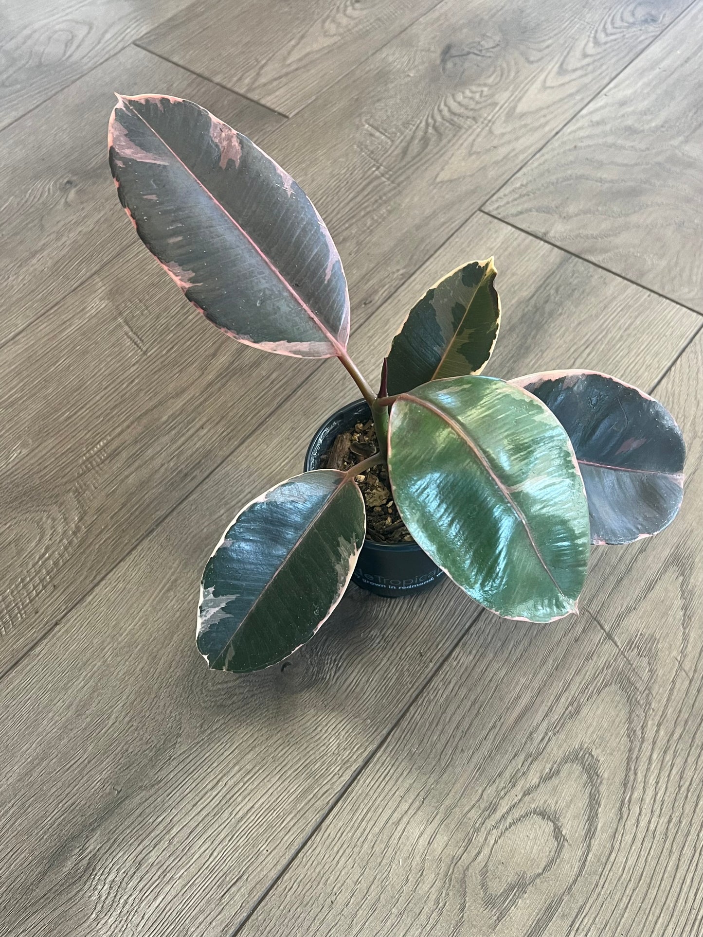 Ficus elastica 'Ruby Rubber tree'