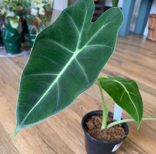Alocasia 'Frydeck'