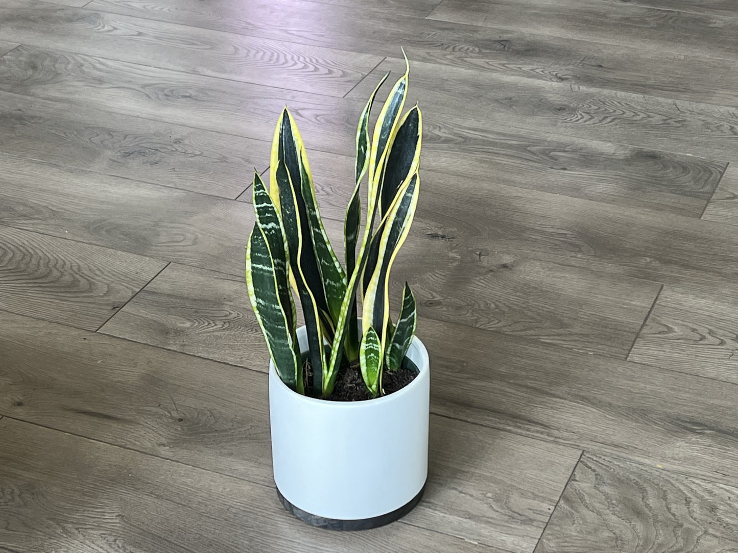 Sansevieria 'Laurentii Snake plant’
