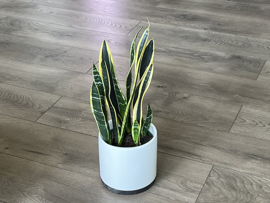 Sansevieria 'Laurentii Snake plant’
