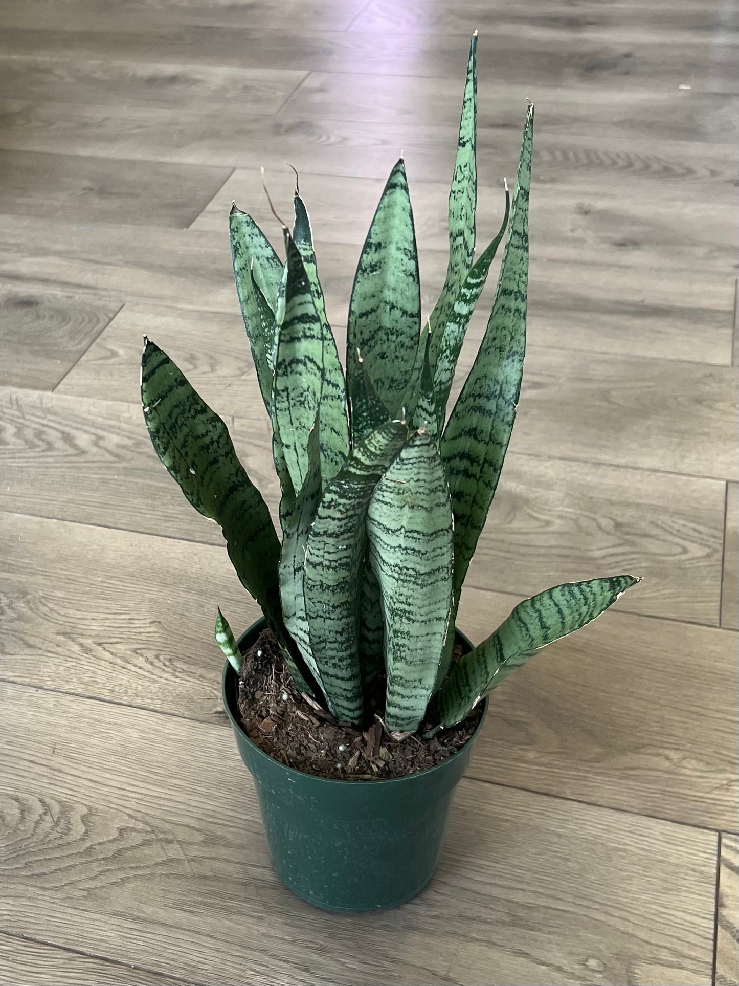 Sansevieria 'Zeylanica'
