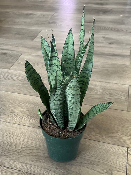 Sansevieria 'Zeylanica'