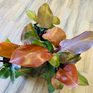 Philodendron 'McColleys Finale'