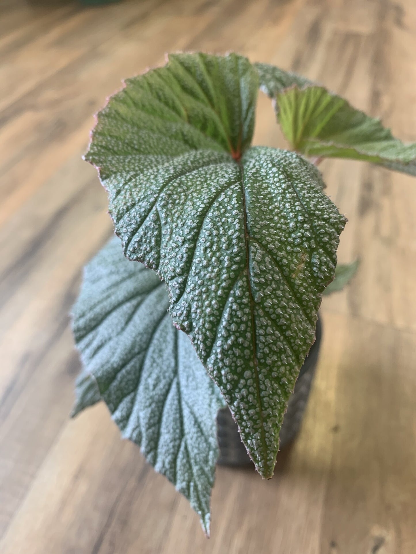 Angel Wing Begonia 'Sinbad'