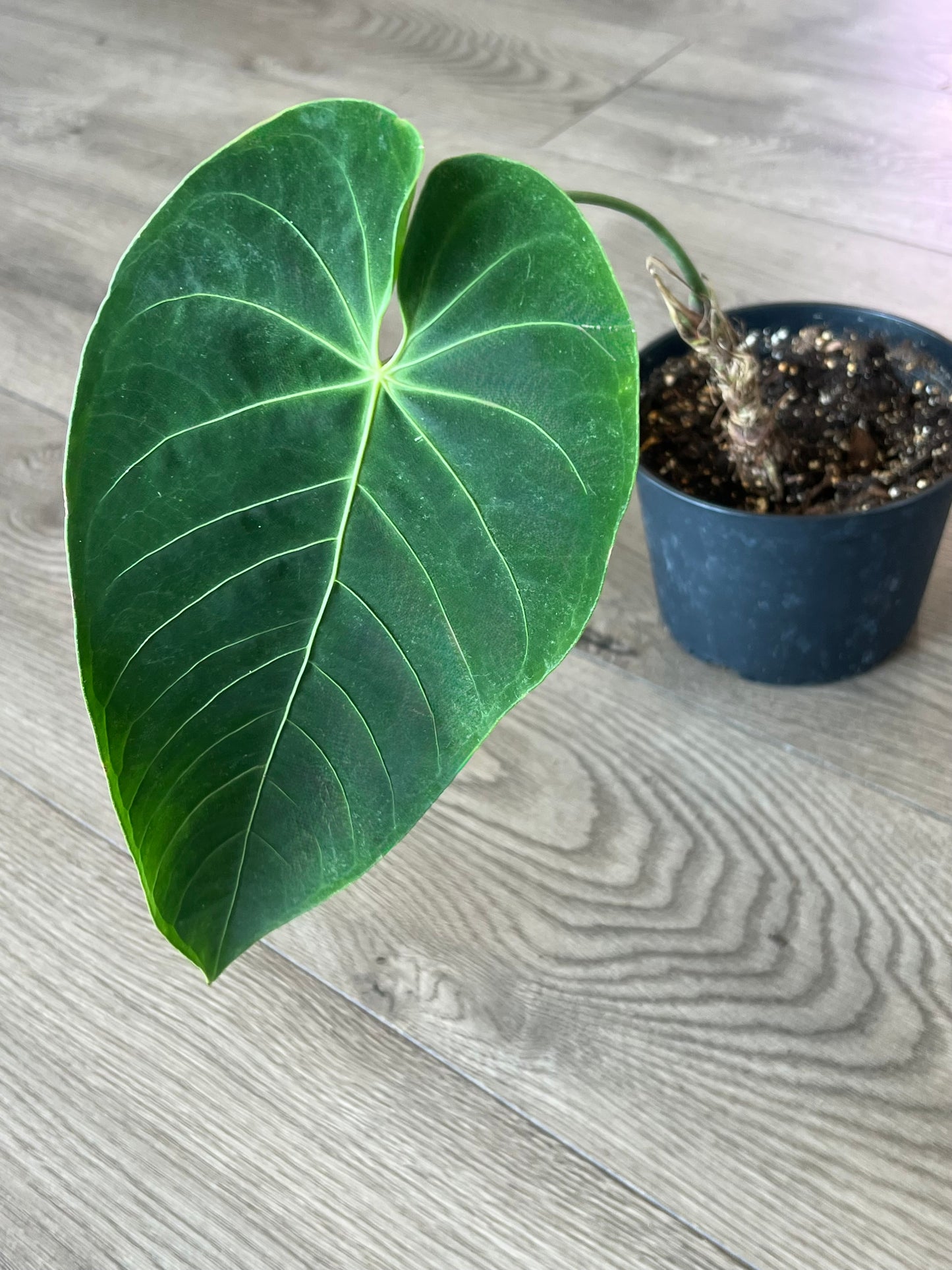 Anthurium queremalense