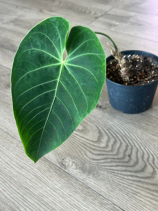 Anthurium queremalense