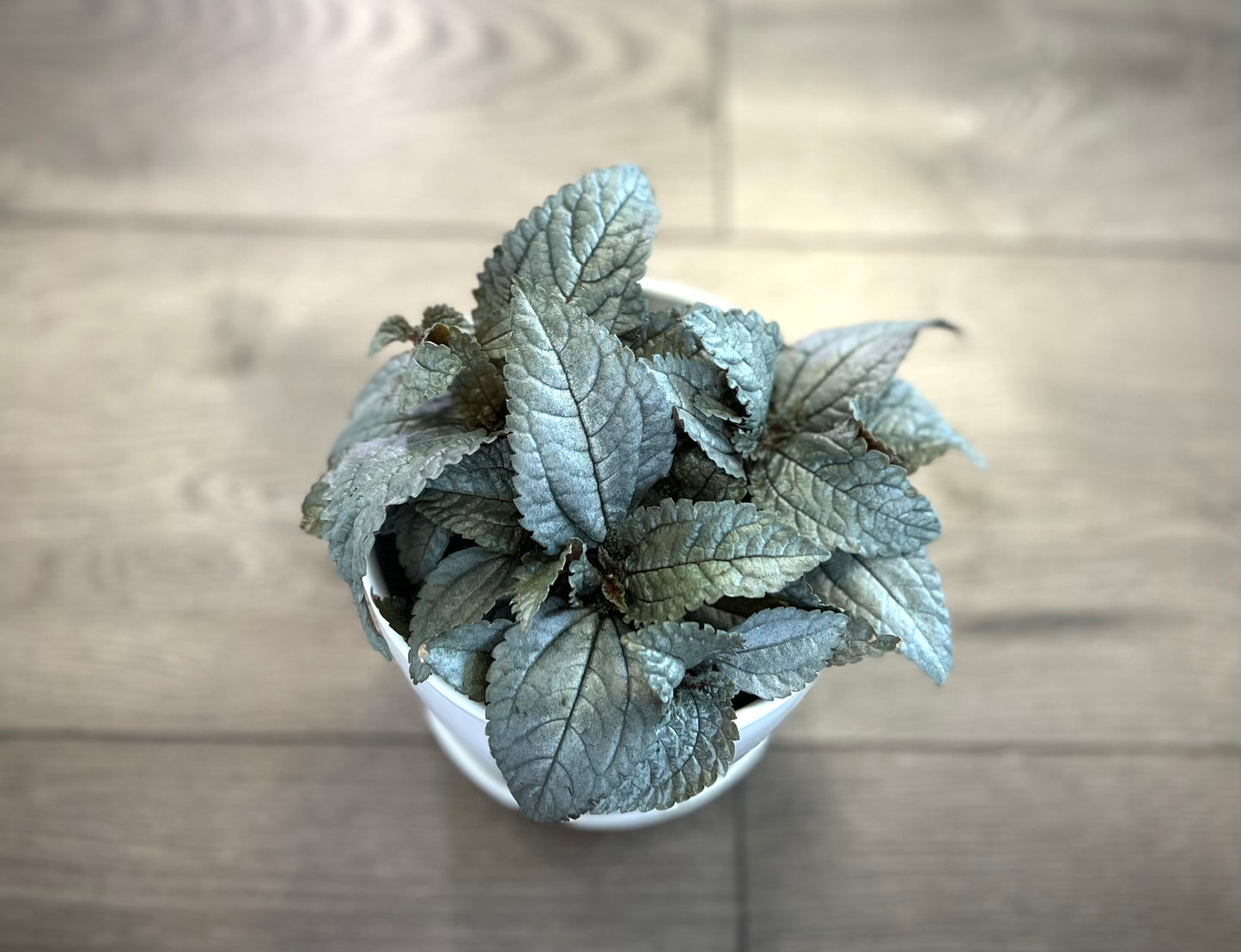 Pilea cadierei 'Silver Plated'