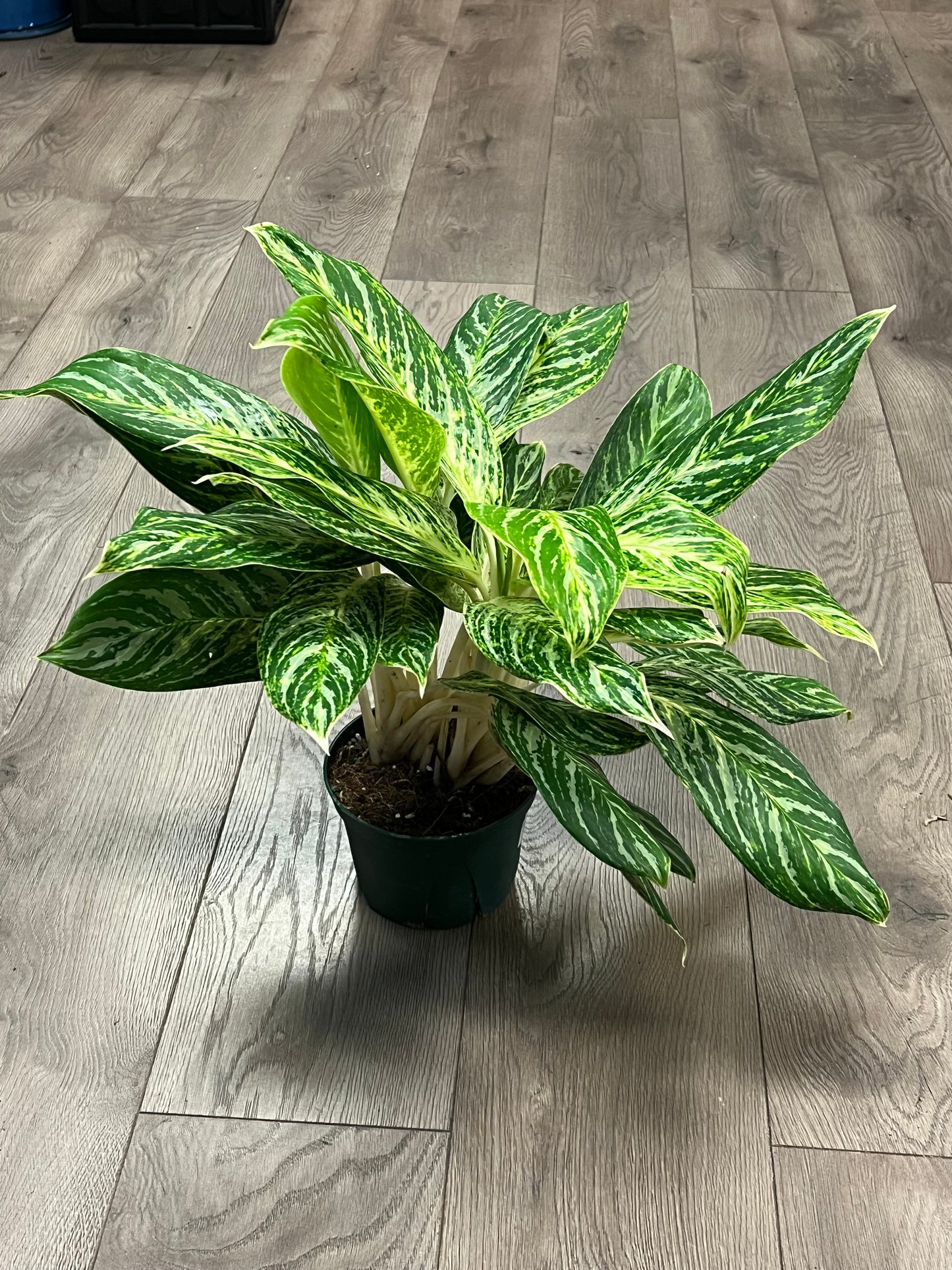 Aglaonema 'Golden Madonna'