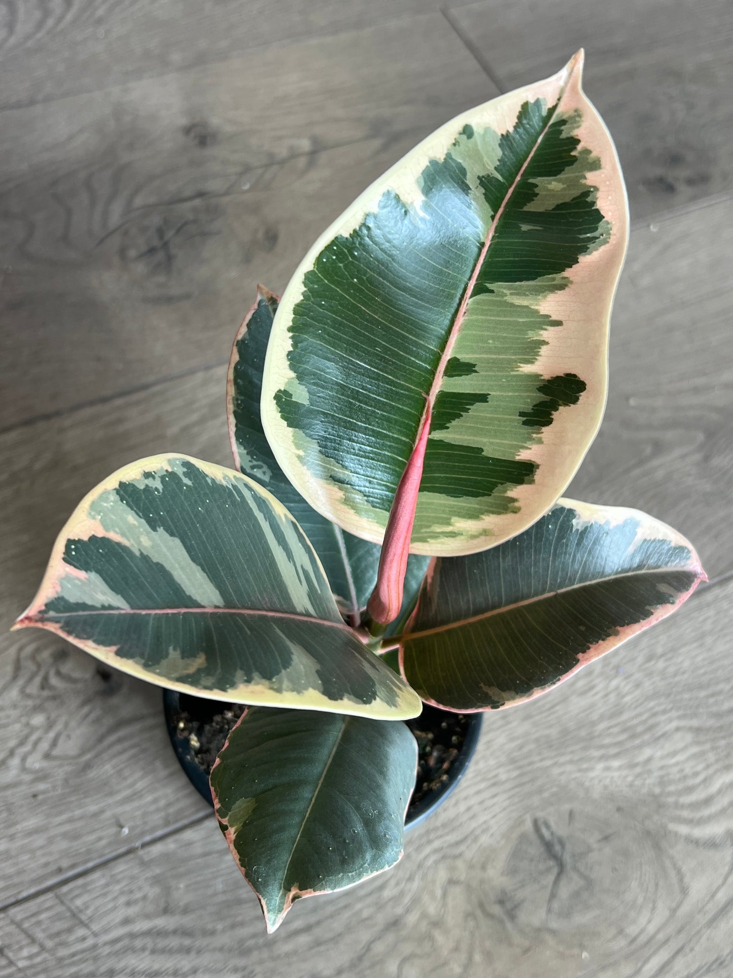 Ficus elastica 'Tineke Rubber tree'