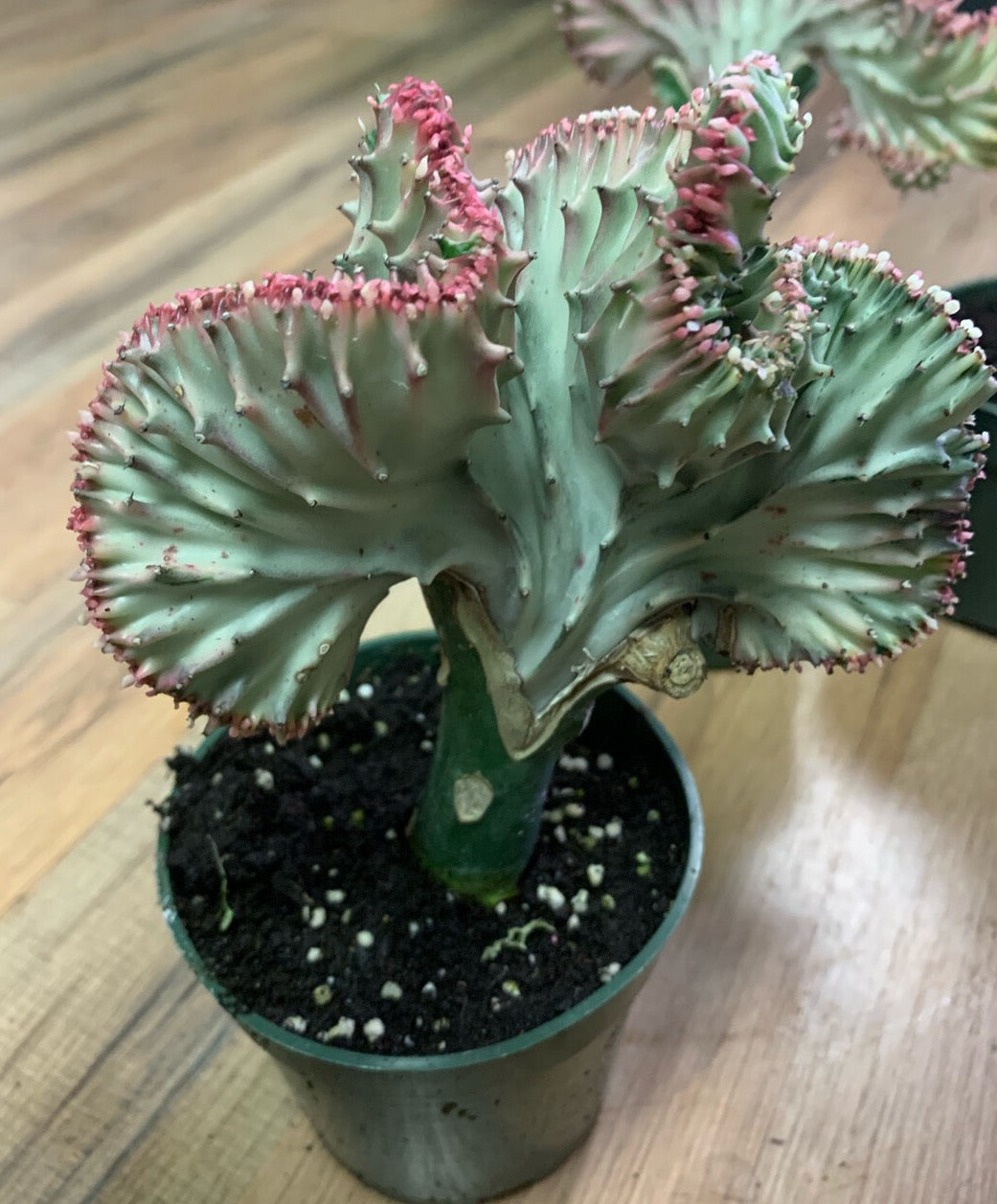 Euphorbia lactea crest  ‘Mermaid’s Tail’