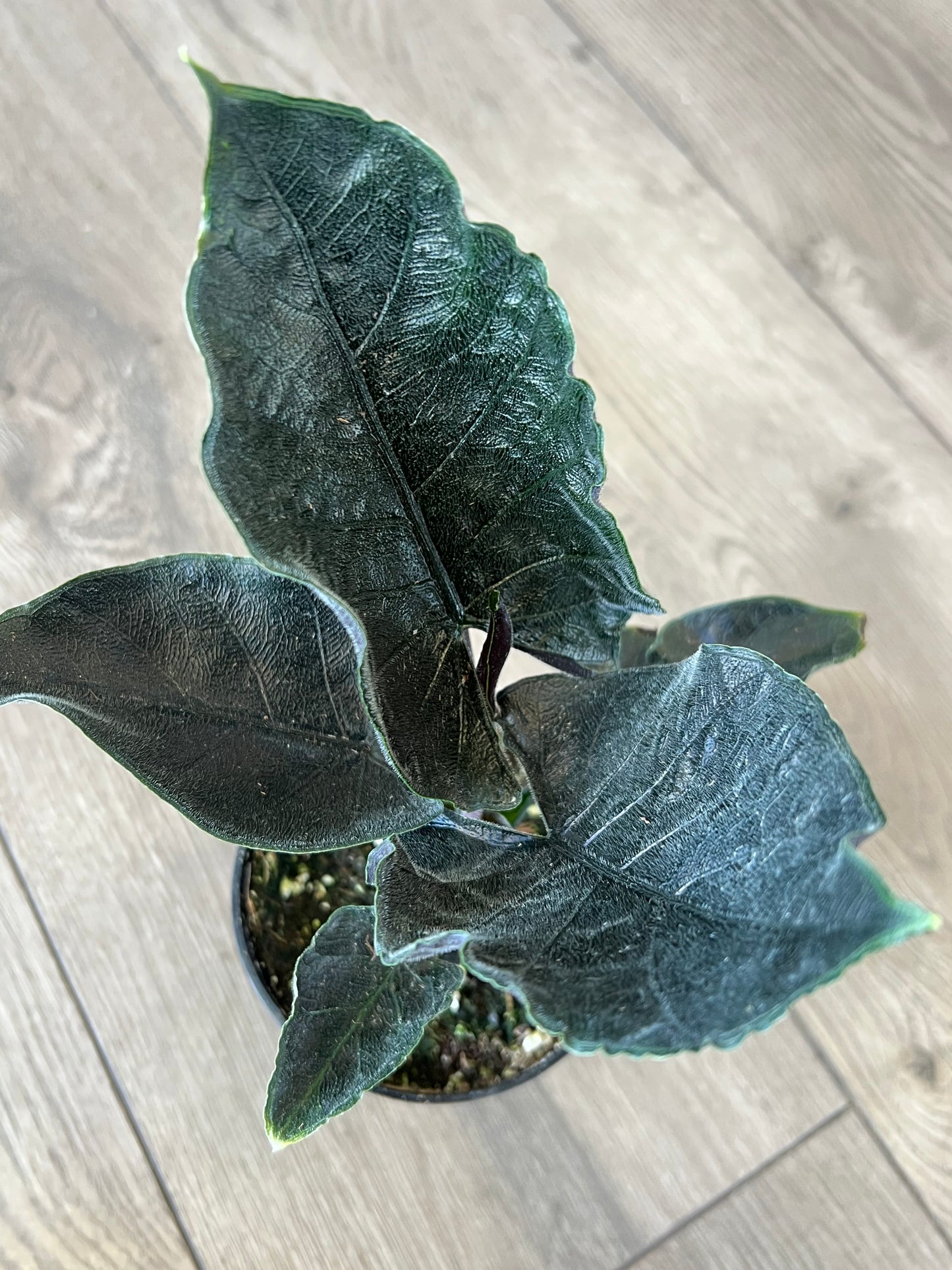 Alocasia chienlii 'Antoro Velvet'