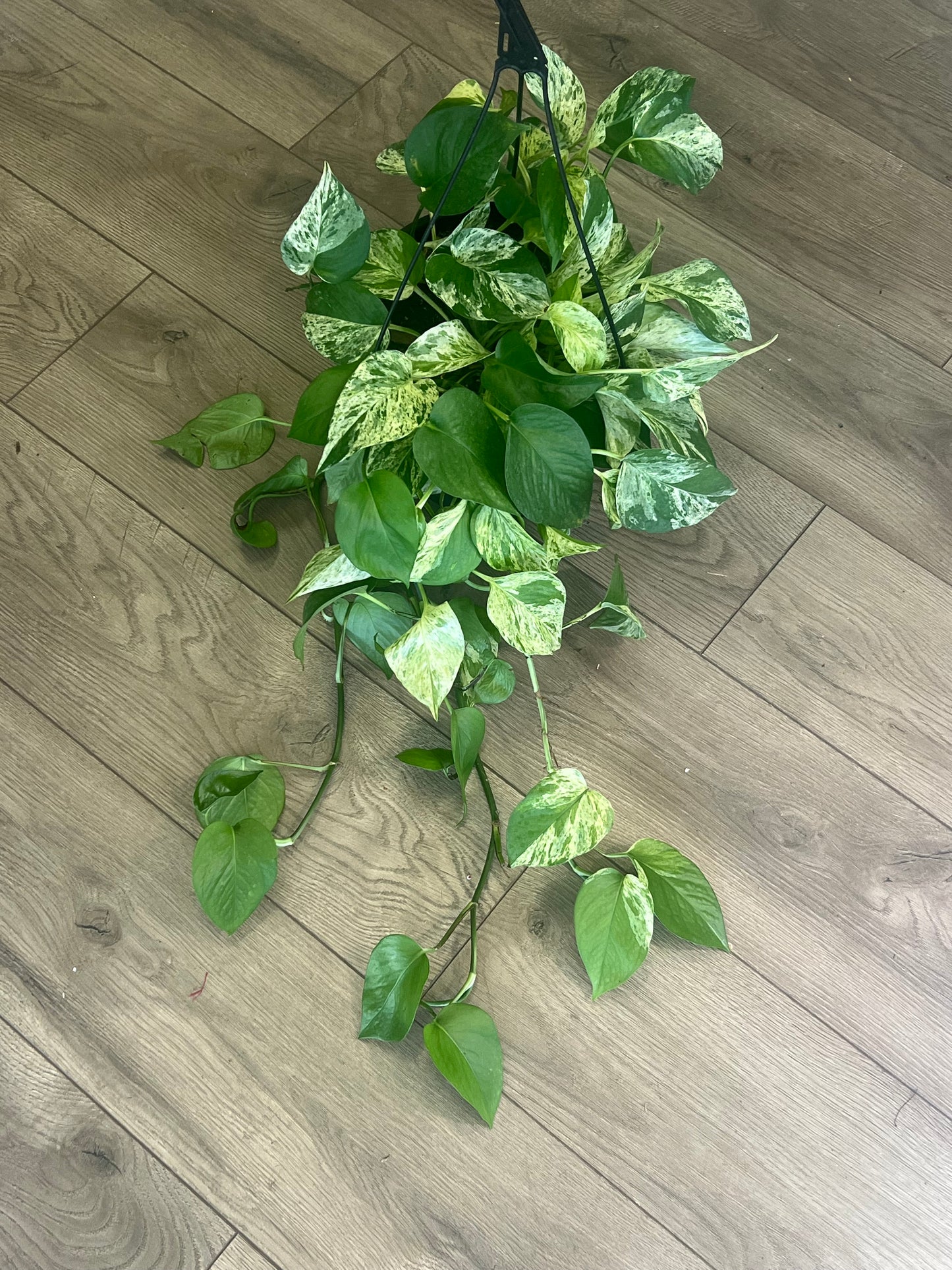 Epipremnum Aureum 'Marble Queen'