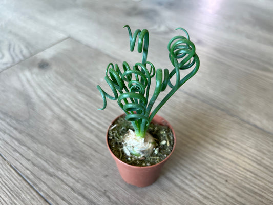 Albums spiralis 'Frizzle Sizzle'