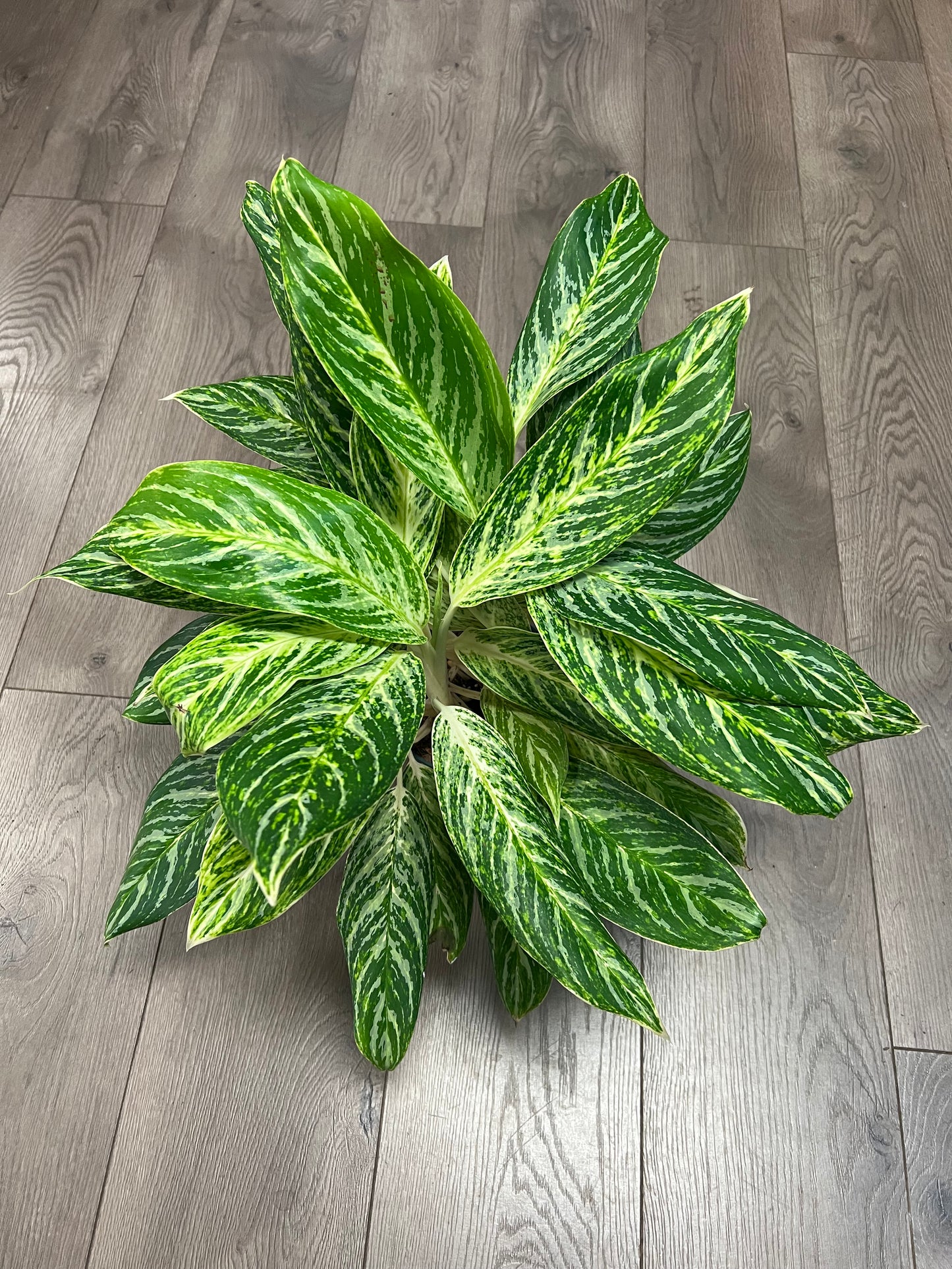 Aglaonema 'Golden Madonna'