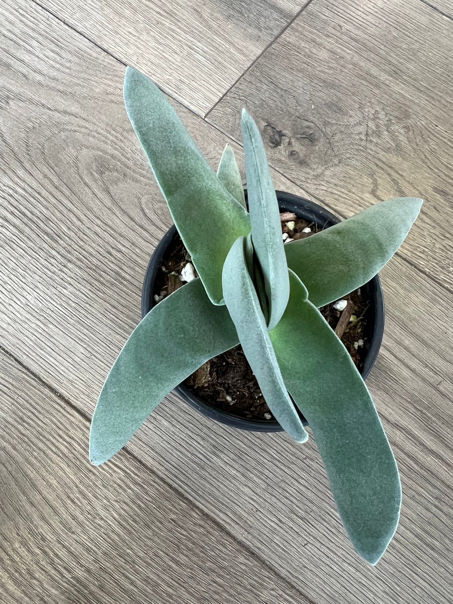 Crassula falcata 'Propeller plant'