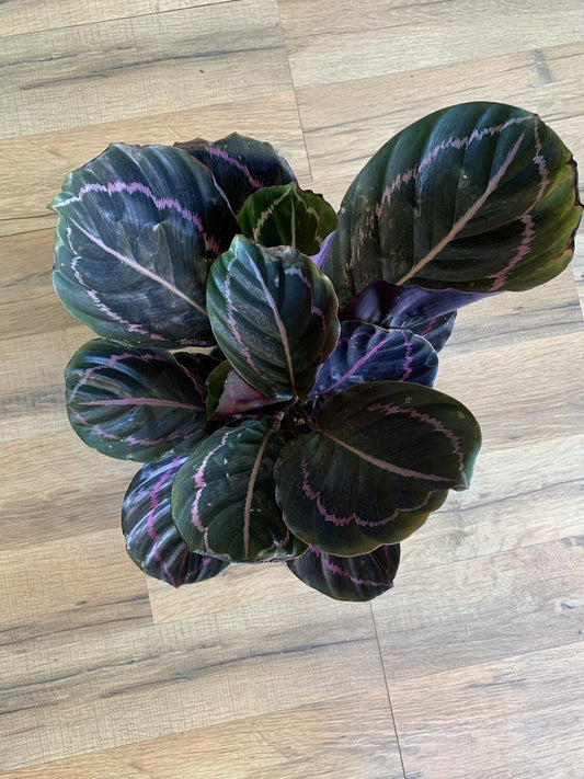 Calathea roseopicta 'Dotty'