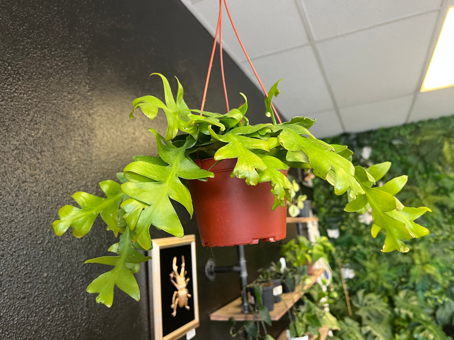 Epiphyllum chrysocardium 'Fernleaf Cactus'