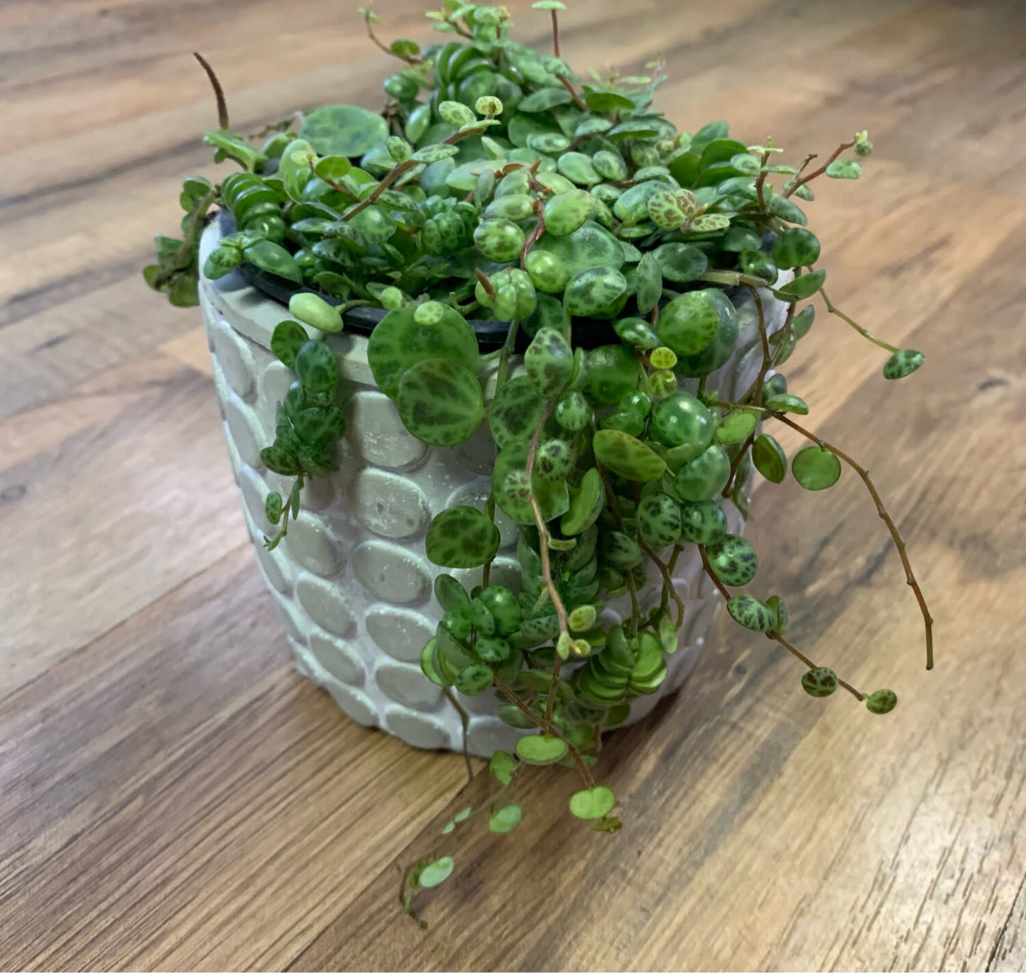 Peperomia prostrata 'String of Turtles'