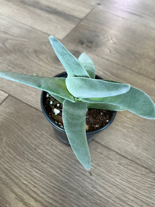 Crassula falcata 'Propeller plant'