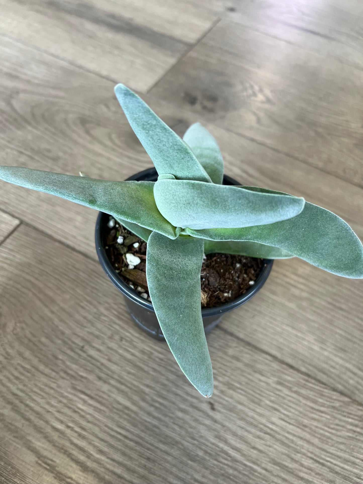 Crassula falcata 'Propeller plant'