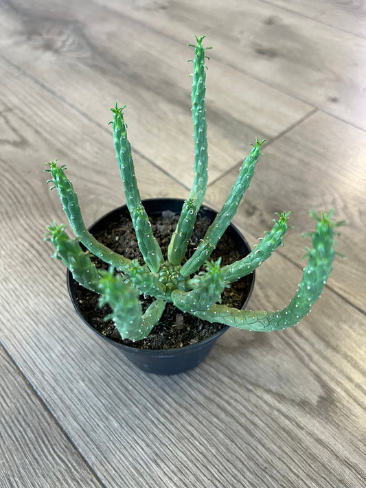 Euphorbia flanaganii 'Medusa's Head