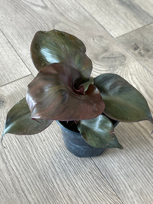 Philodendron 'Red Heart'