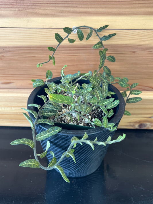 Solanum evolvlifolium