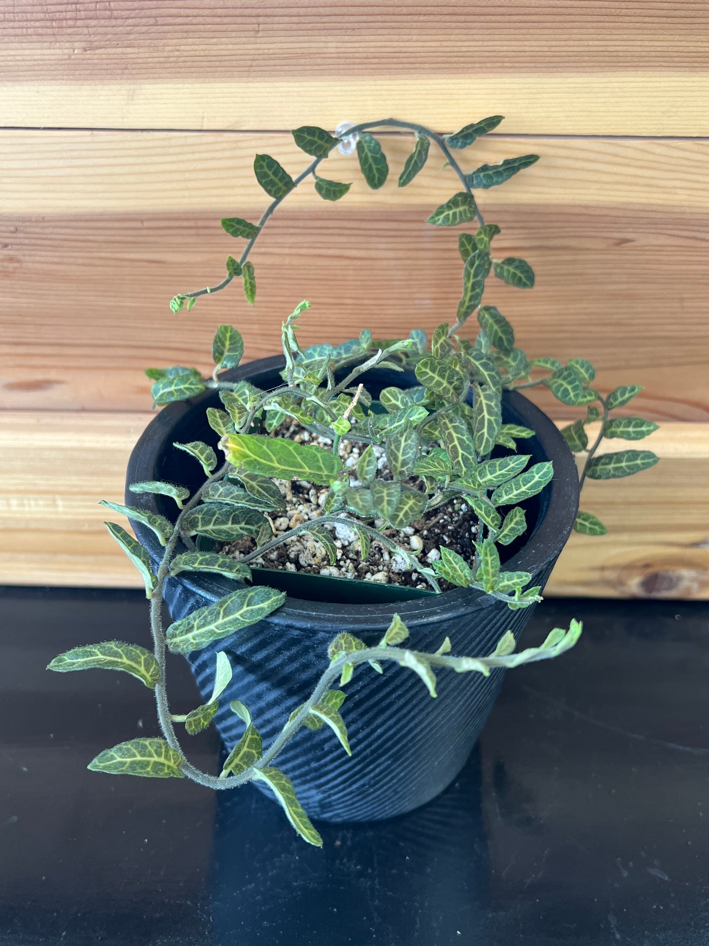 Solanum evolvlifolium