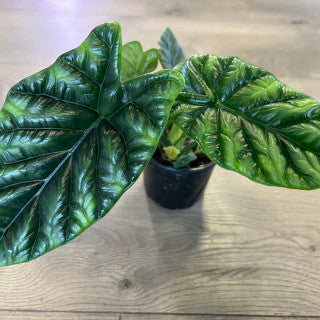 Alocasia 'Quilted Dream'