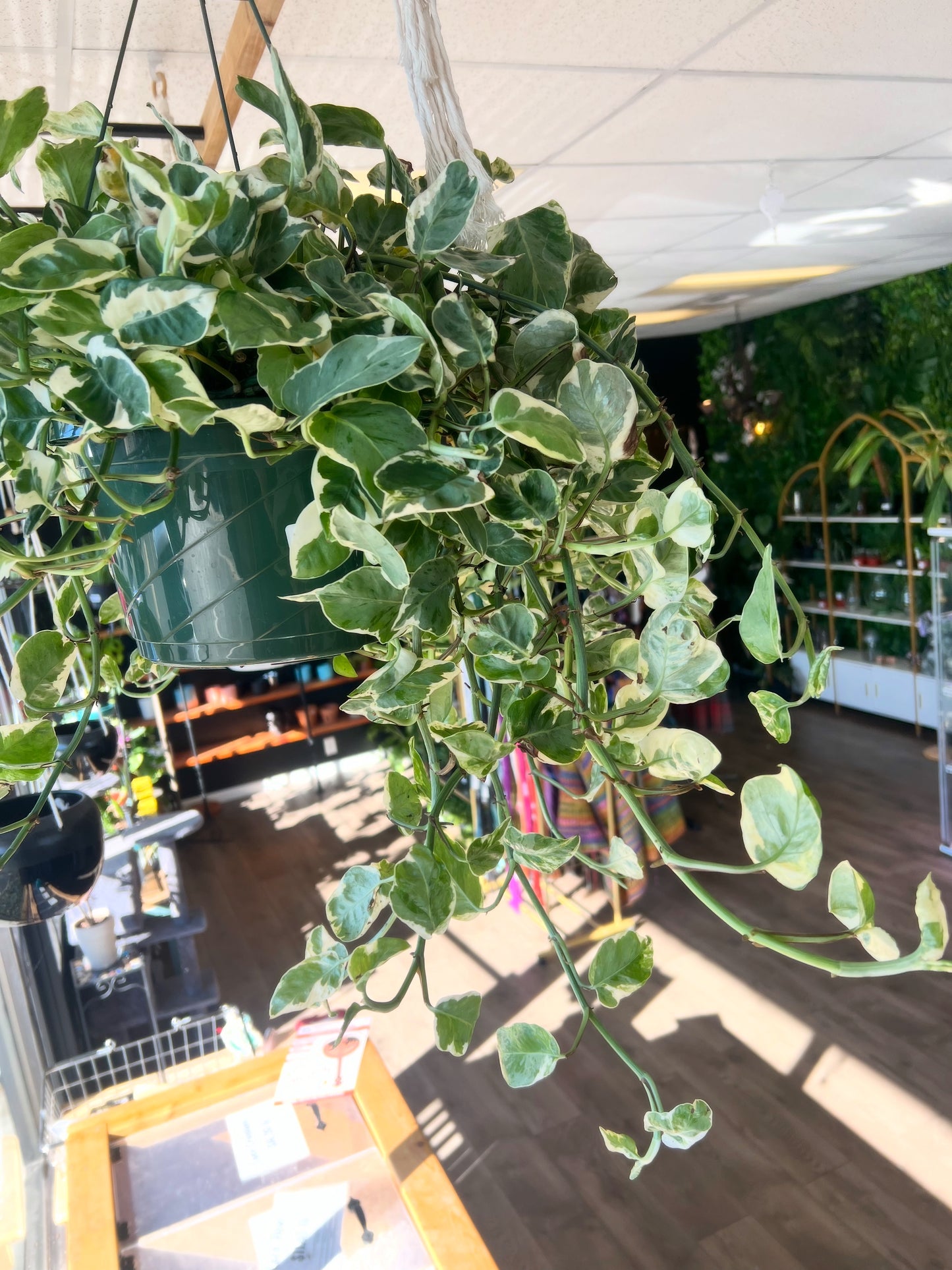 Epipremnum aureum 'N'Joy pothos'