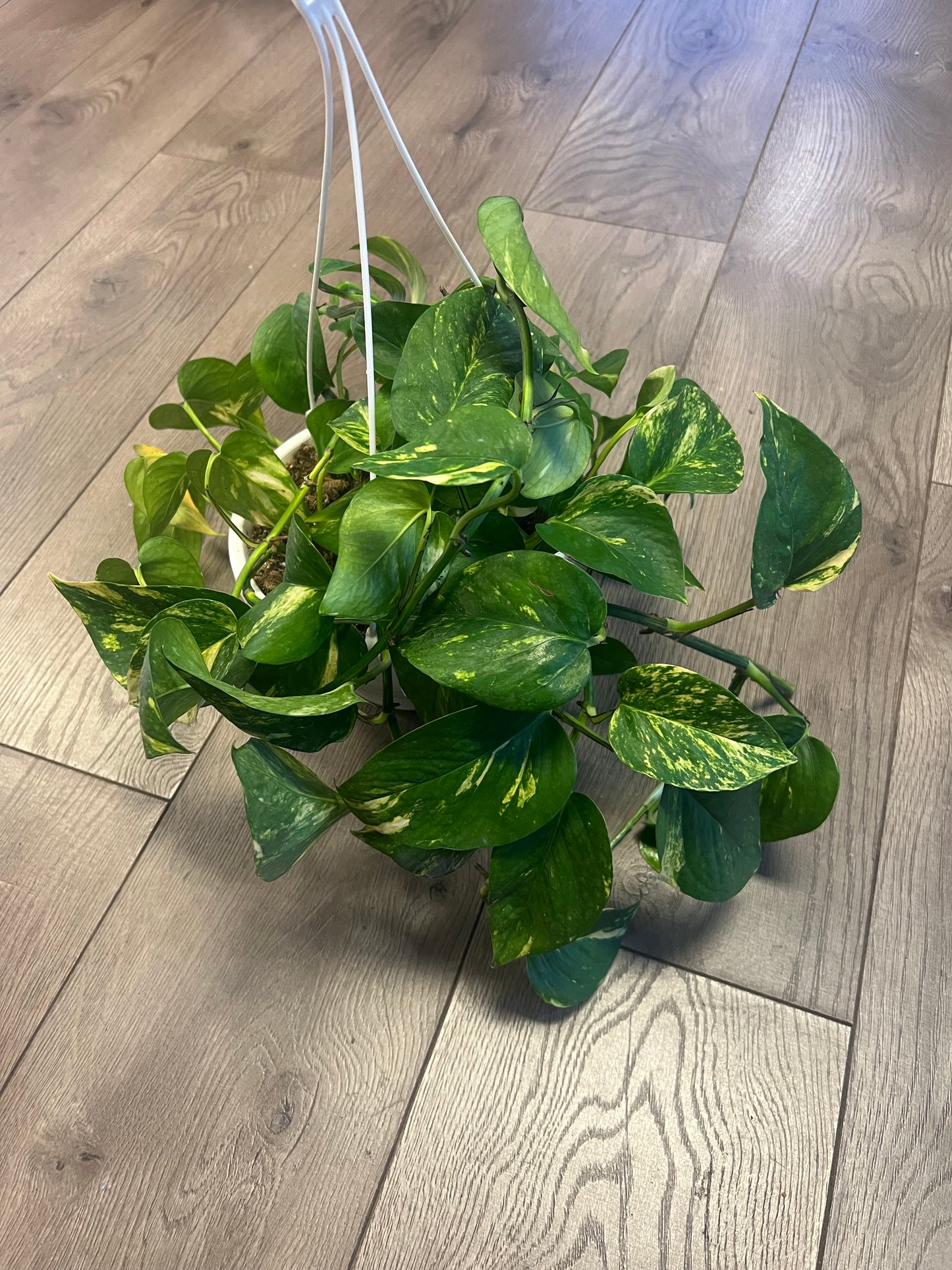 Epipremnum aureum 'Golden Pothos'