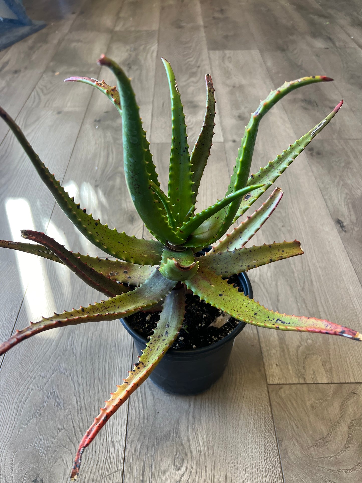 Aloe cameromii