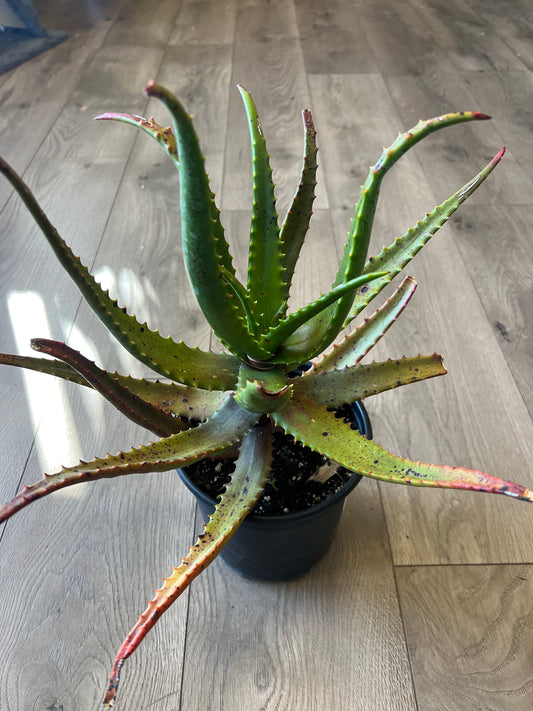 Aloe cameromii