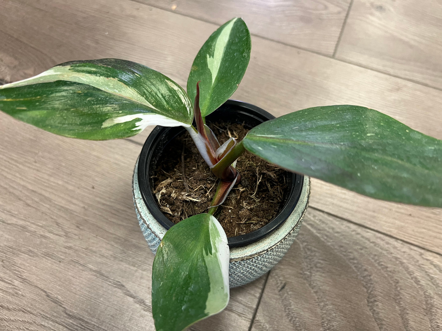 Philodendron 'White Knight'