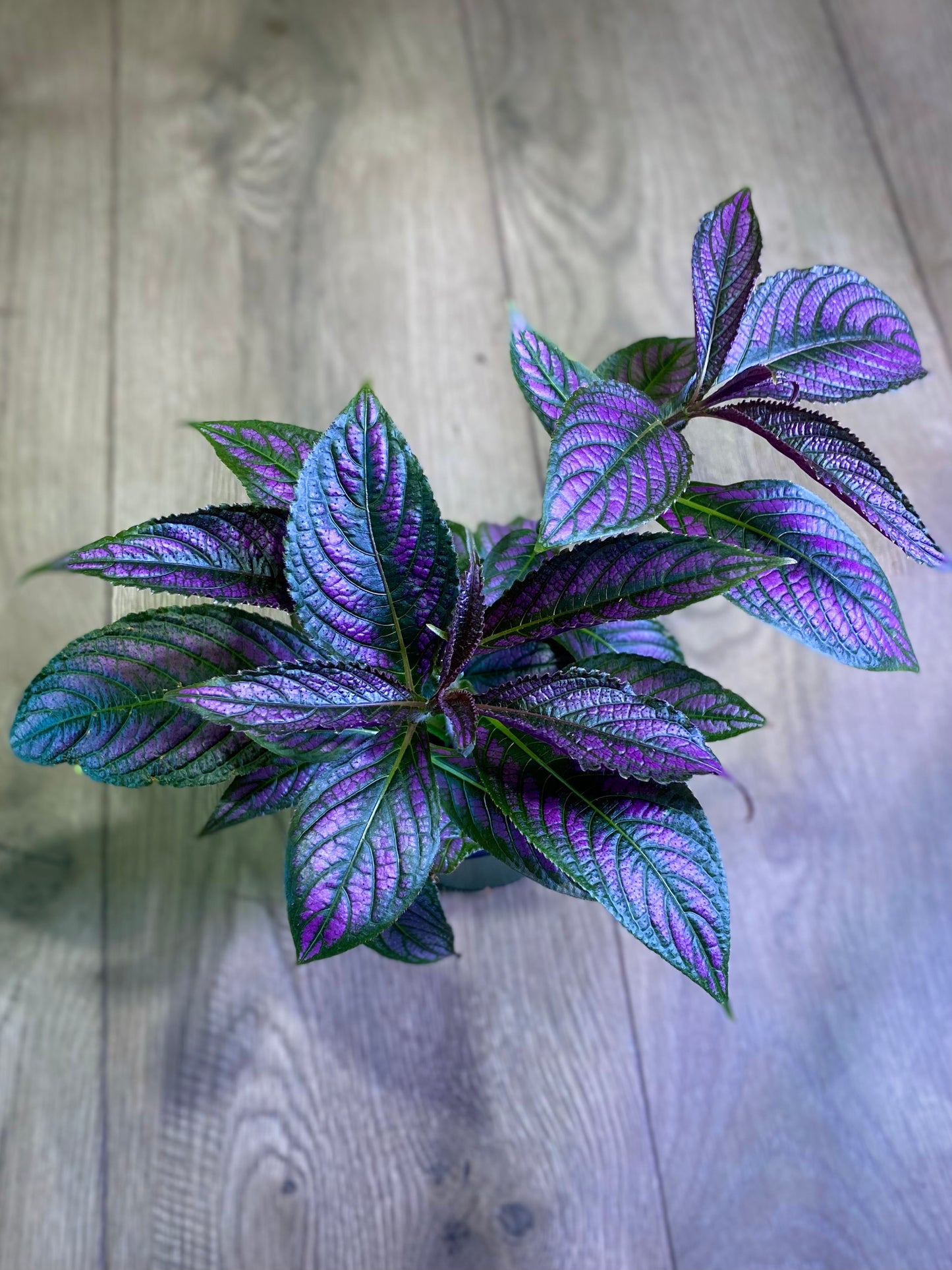 Strobilanthes dyerianus 'Persian Shield'