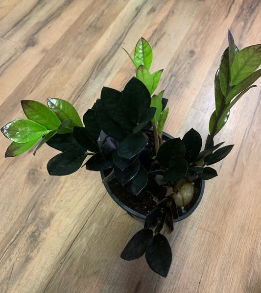 Zamioculcas zamiifolia Raven ‘ZZ'