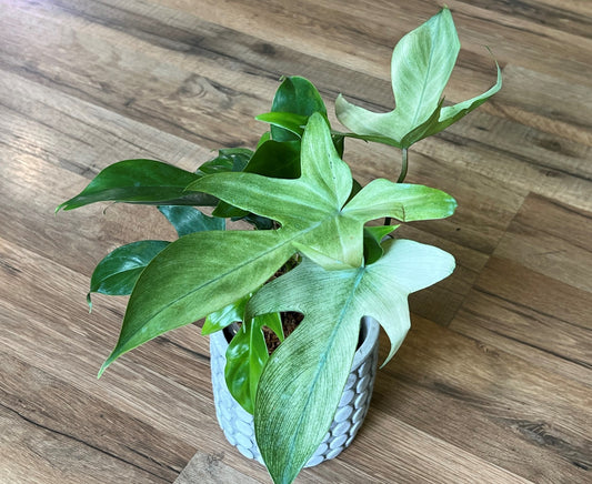 Philodendron 'Florida Ghost mint’