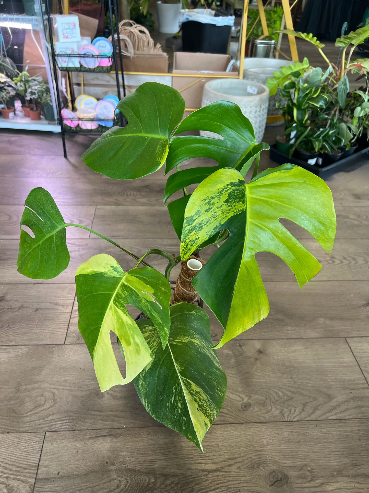 Monstera deliciosa aurea