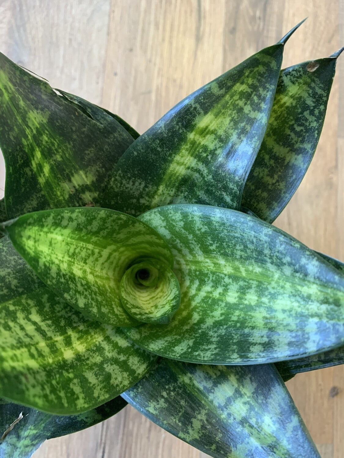 Sansevieria 'Green Hahnii’ Snake Plant