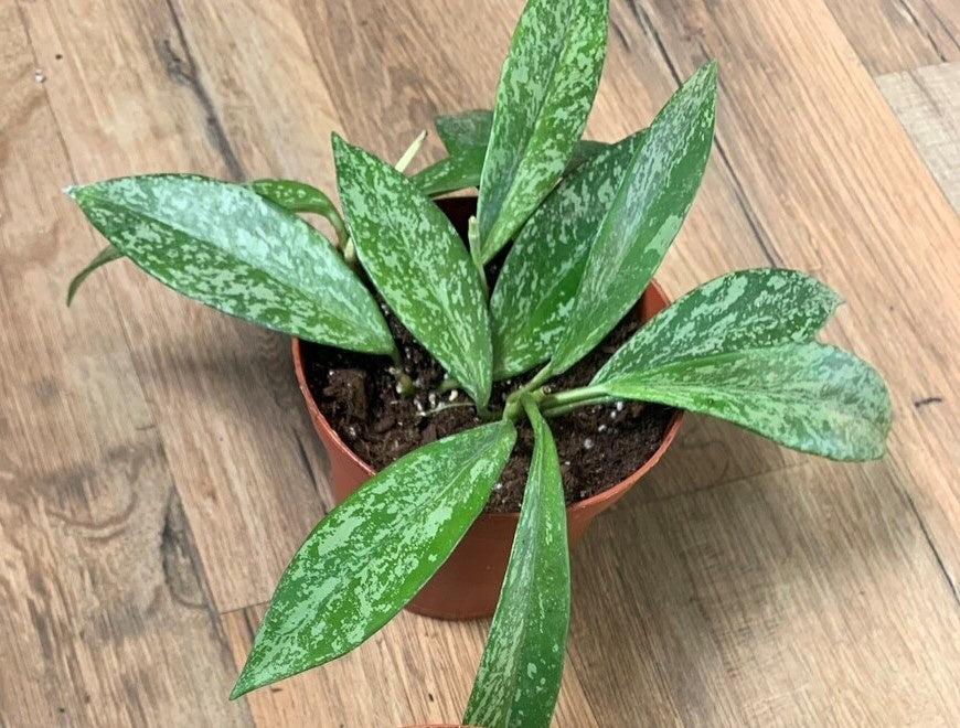 Hoya pubicalyx splash