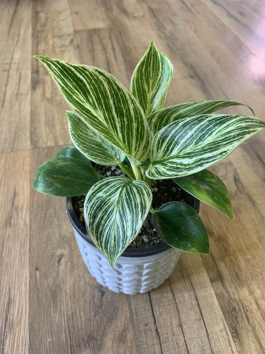 Philodendron 'Birkin'