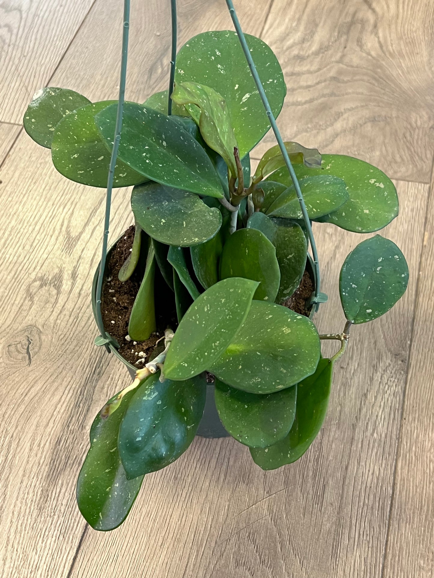 Hoya obovata