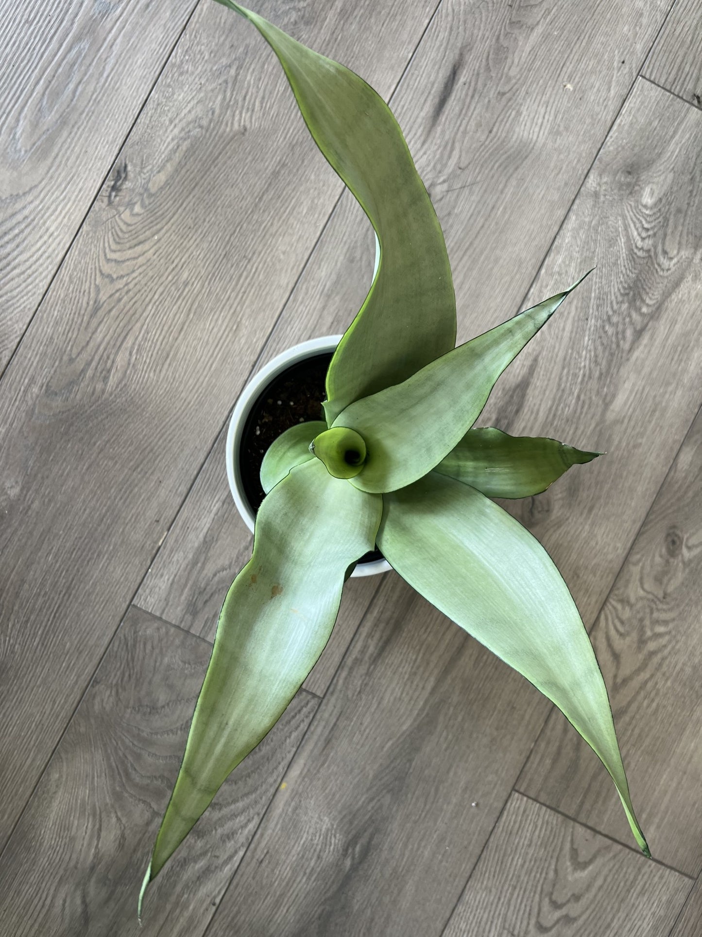 Sansevieria ‘Moonshine’