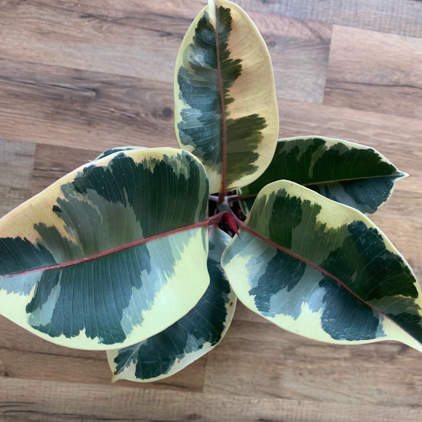 Ficus elastica 'Tineke Rubber tree'
