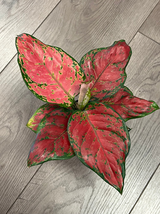 Aglaonema 'Lucky Red'