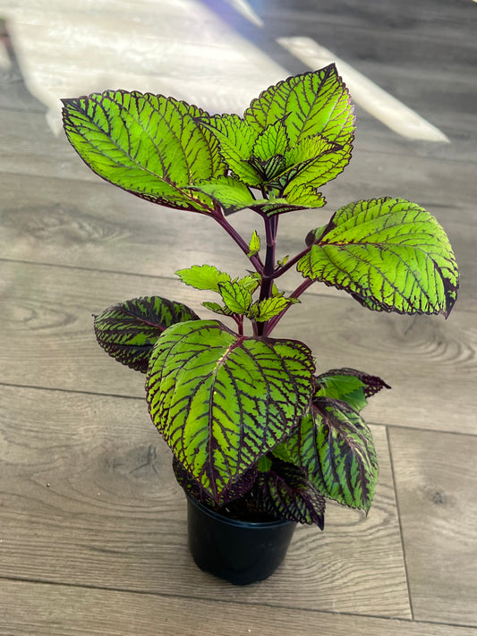 Coleus 'Fishnet Stockings'