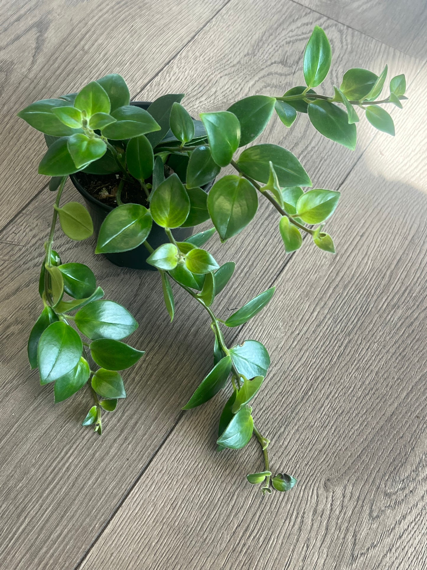 Aeschynanthus obconicus 'Mona Lisa Lipstick'
