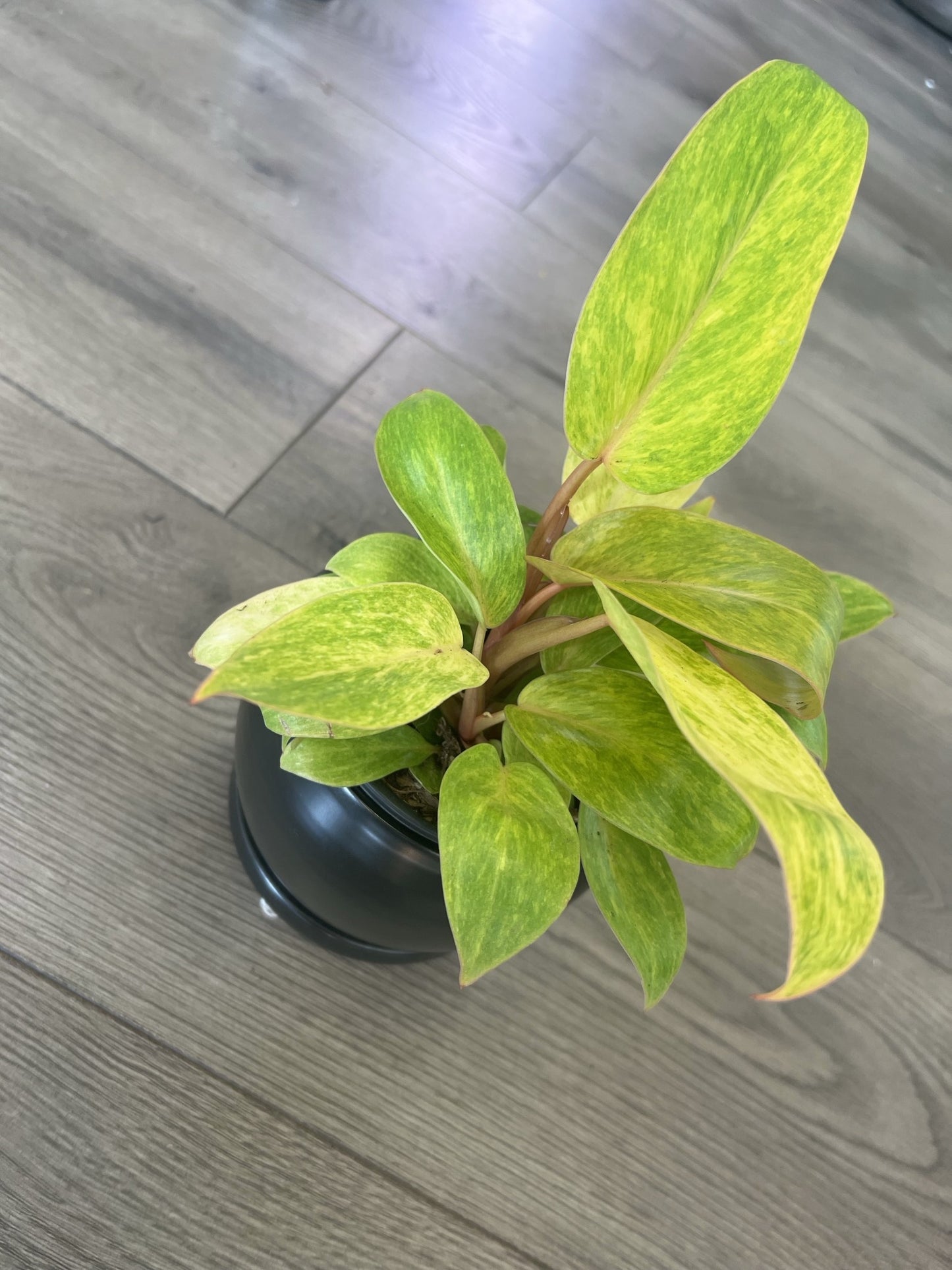 Philodendron 'Painted Lady'