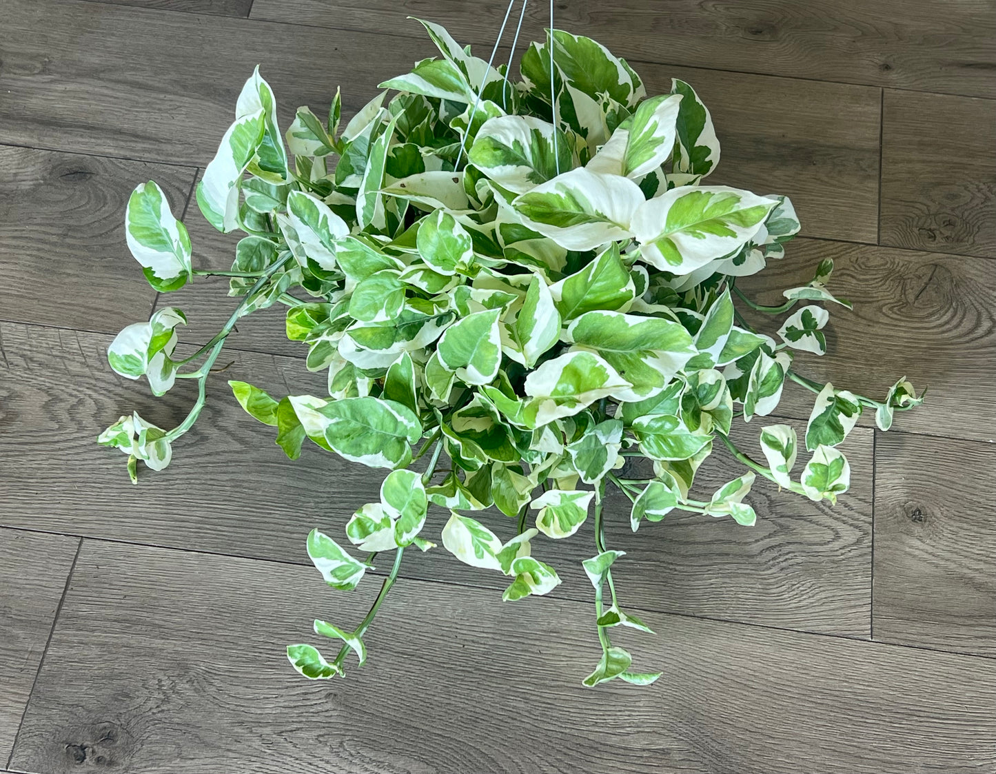 Epipremnum aureum 'N'Joy pothos'